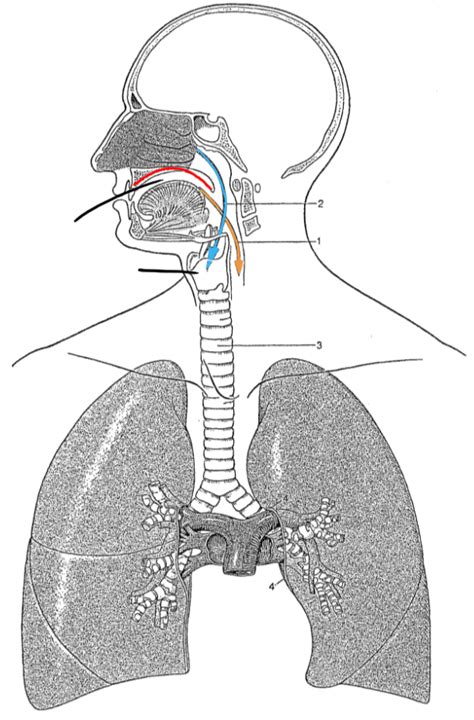 Anatomie Pharma Uni Basel Atmungsorgane Anatomische Übersicht Diagram