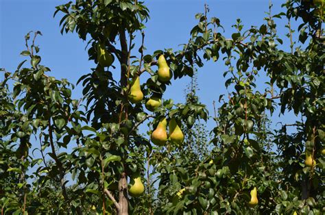 images tree branch farm fruit fall flower orchard food