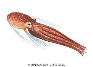 Octopus Movement Images Stock Photos D Objects Vectors