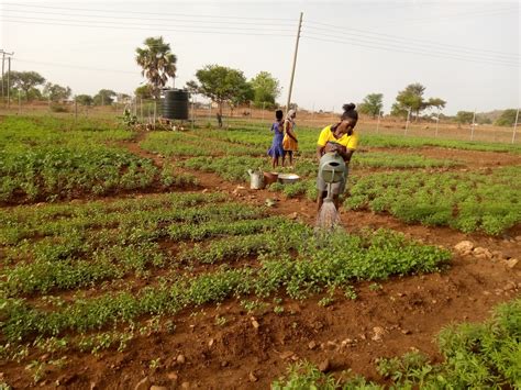 Women Farmers In U E Appeal For Support To Expand Vegetable Gardens