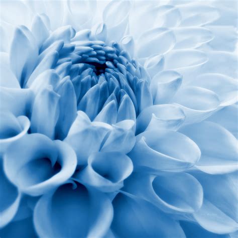 Dahlia Flower Blue Photograph by Jennie Marie Schell