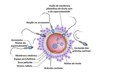 Onde Produzido O Esperma