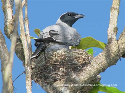 Cuckoo-shrike, Black-faced | Central QLD Coast Landcare Network