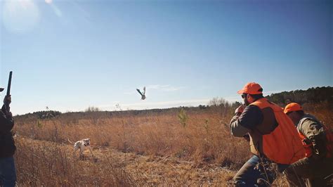 Upland Bird Hunting - Lily Pond Creek Hunting Lodge