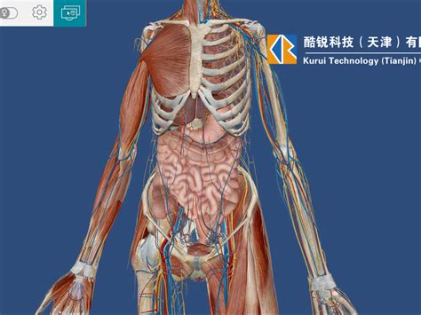 人体解剖三维演示动画如何制作天津酷锐科技 站酷zcool