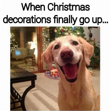 17 Of The Best Animal Christmas Memes To Get You Into The Christmas