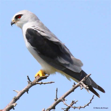 Black Winged Kite Project Noah