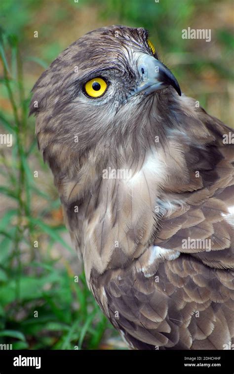 Short toed snake eagle short toed eagle Schlangenadler Circaète Jean