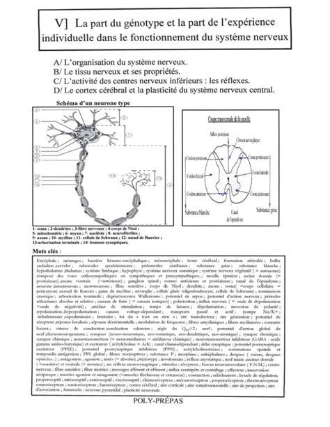 V La Part Du G Notype Et La Part De L Exp Rience Poly