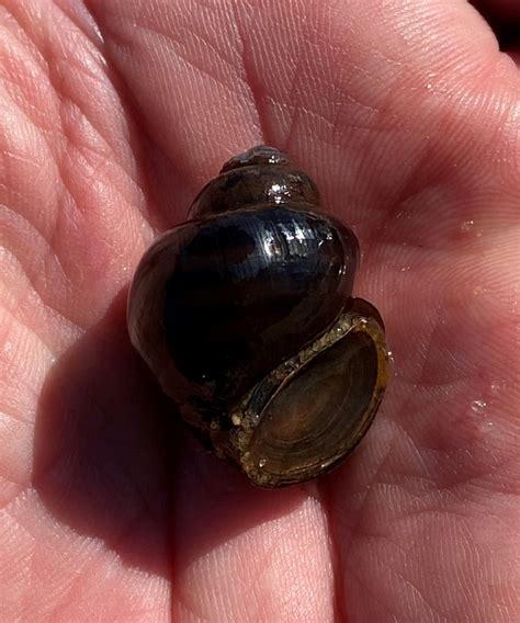 Banded Mystery Snail From Chattahoochee River Highland Park Henry