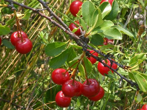 Вишня степная - Prunus fruticosa
