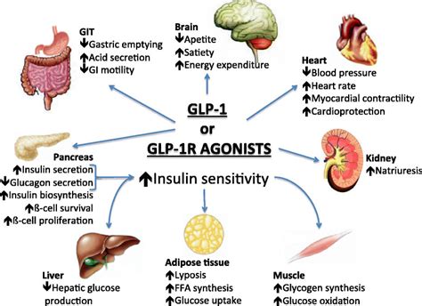 How Do GLP 1 Agonists Work