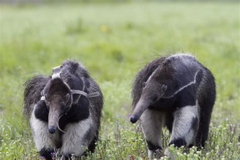 Oso Hormiguero Gigante La Especie Carismática Que Marcó El Retorno De