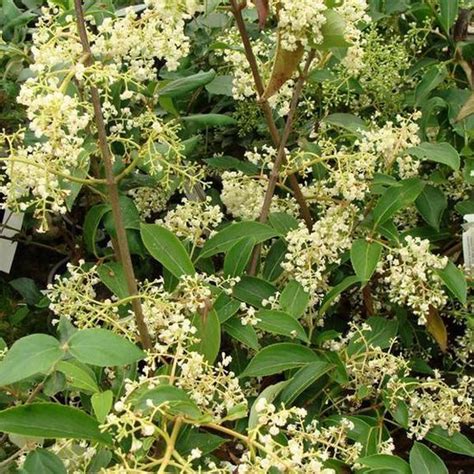 Viburnum Hillieri Winton Sneeuwbal 30 40 Cm Pot Bol