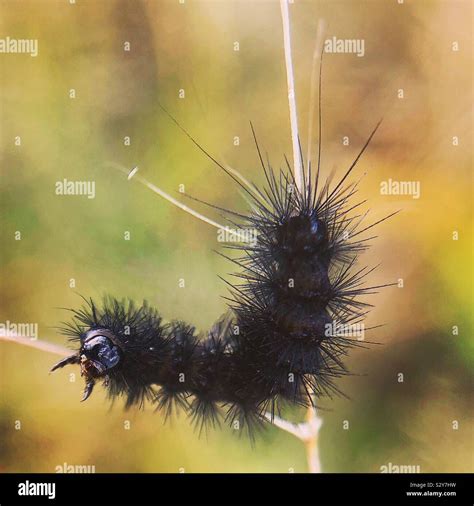 Giant leopard moth caterpillar hi-res stock photography and images - Alamy