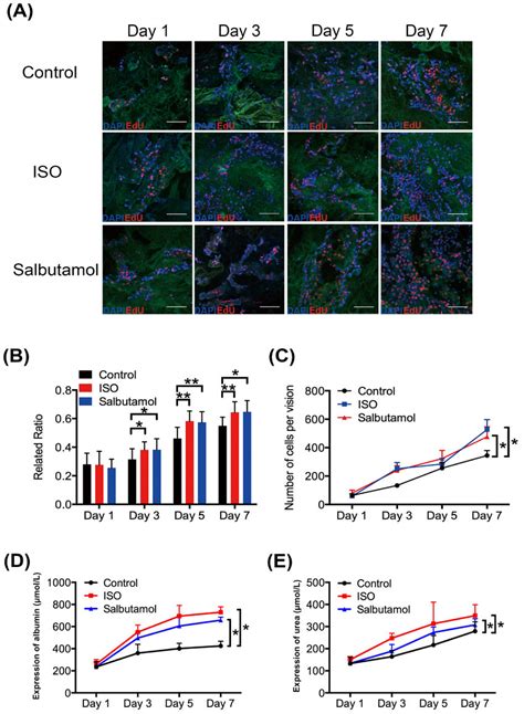 Activation Of Adrenergic Receptors Promoted Hepatocyte Proliferation In