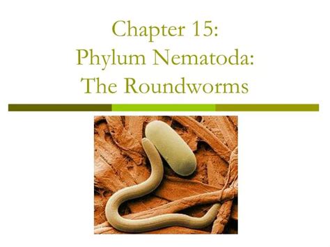 Ppt Chapter 15 Phylum Nematoda The Roundworms Powerpoint