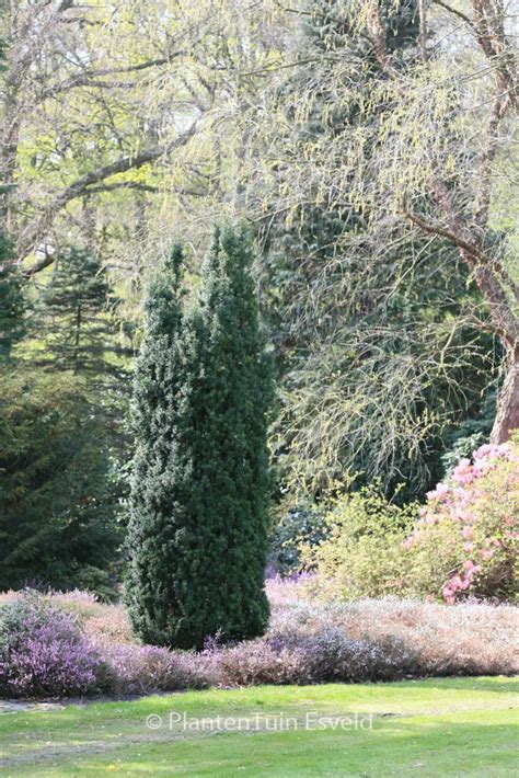 Taxus Baccata Fastigiata Plantentuin Esveld