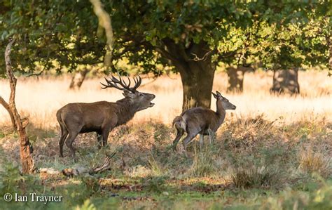 “oh Deer” Red Deer In Richmond Park Circle Of Life Photography