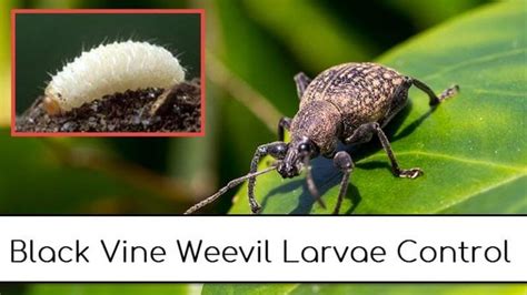 Black Vine Weevil And Larvae Control In Gardens Wssa Journals