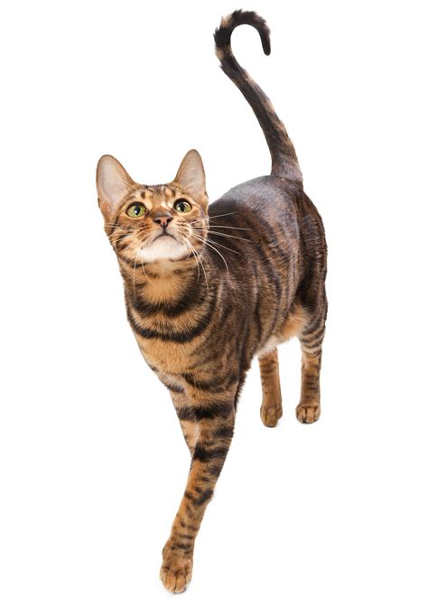 White Toyger Cat