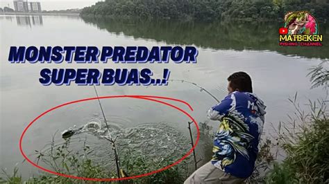 Mancing Ikan Toman Monster Di Spot Favorit Youtube