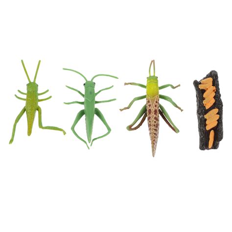 Kkewar Plastic Grasshopper Life Cycle Models 1 Set Of Simulation