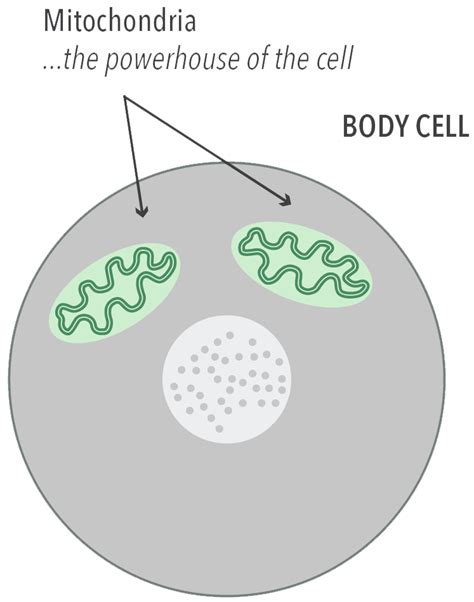 Home World Mitochondrial Disease Week