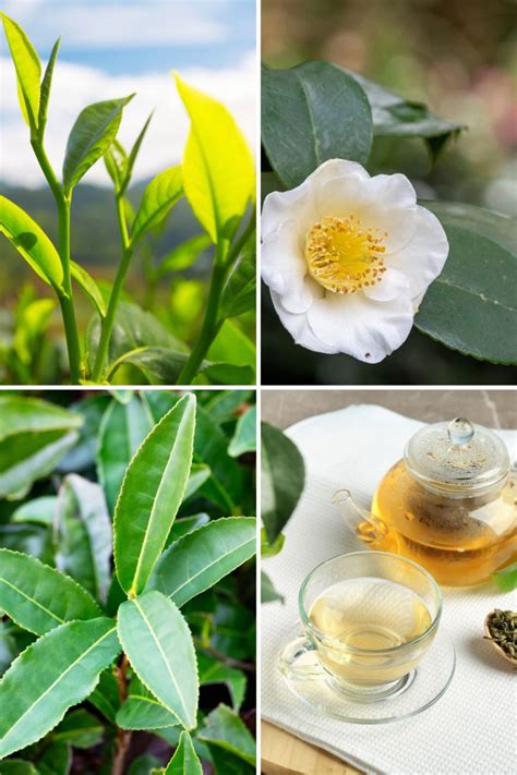 overview   camellia sinensis tea plant gardensall