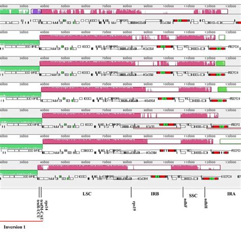 Comparison Of The Genome Structure Of Six Panicoideae Chloroplast