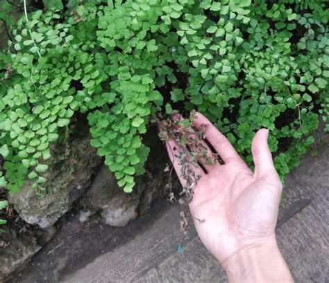 Maidenhair Fern Care – Not That Delicate – House Plant Journal