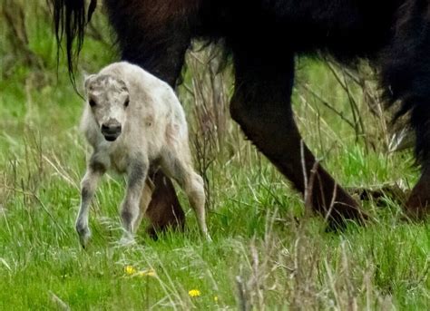 Extremely rare white bison calf spotted in Yellowstone National Park