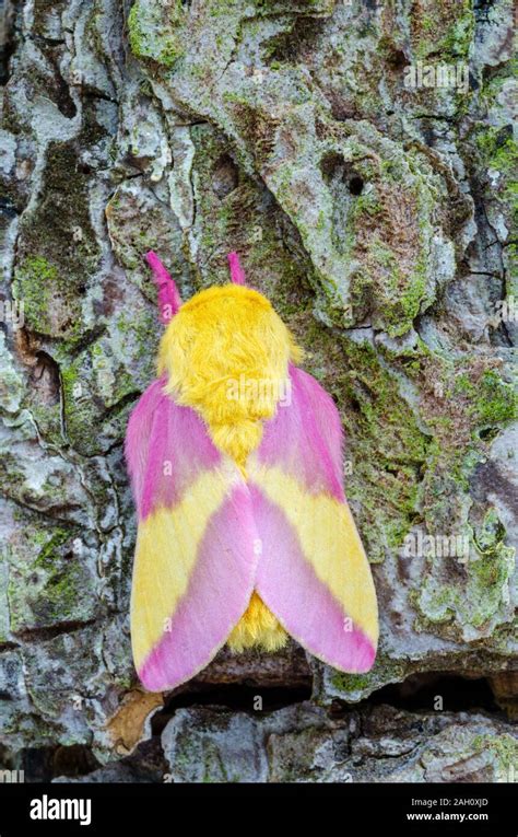 Rosy Maple Moth Cute