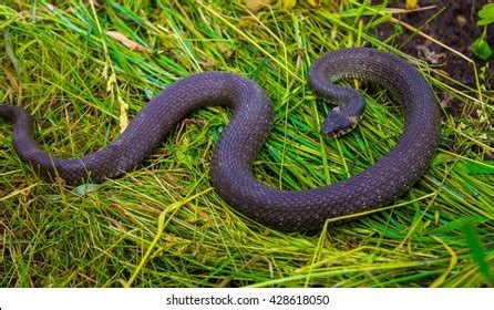 16 Corn Snake Basking Royalty Free Photos And Stock Images Shutterstock