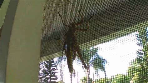 Giant Grasshopper Youtube