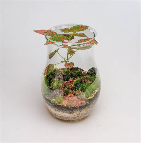 Флорариум "Ландшафт" - Florariumplants