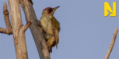 barcelona  pyrenees nature travel birding