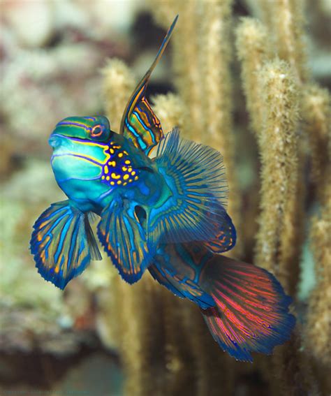 Mandarinfish #10, Synchiropus splendidus