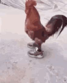 Muscle Chicken GIF - Muscle Chicken - Discover & Share GIFs