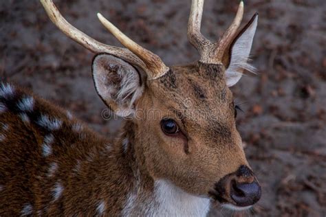 Close Up Front View Of Deer Head Looking At The Photographer Stock