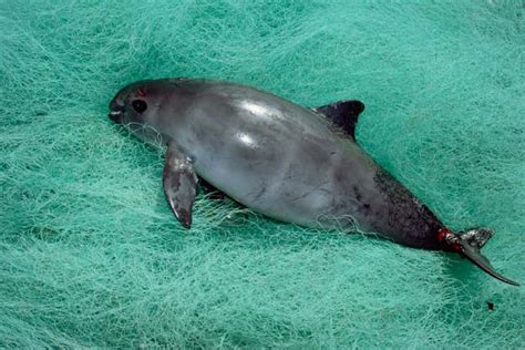 Vaquitas could breed their way back from the brink of extinction | New Scientist