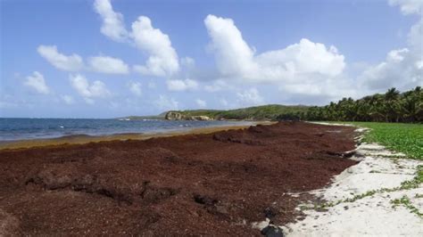 Les Algues Sargasse Est Ce Une Menace Pour Les Océans