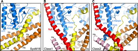 SNARE Assembly Enlightened By Cryo EM Structures Of A Synaptobrevin