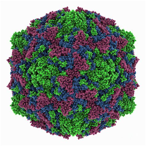 Coxsackievirus B3 Capsid Photograph By Laguna Design Science Photo