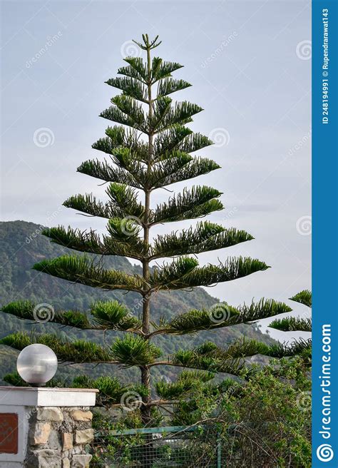 The Northfolk Island Pine Or Araucaria Heterophylla Tree In The Hills