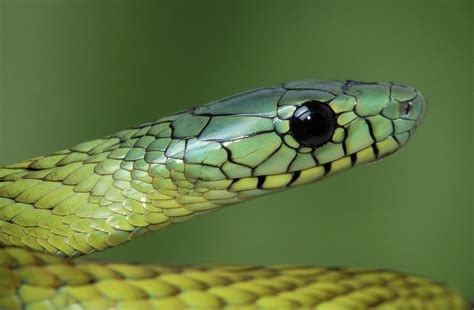 West African Green Mamba Head Portrait Photograph By Chris Mattison