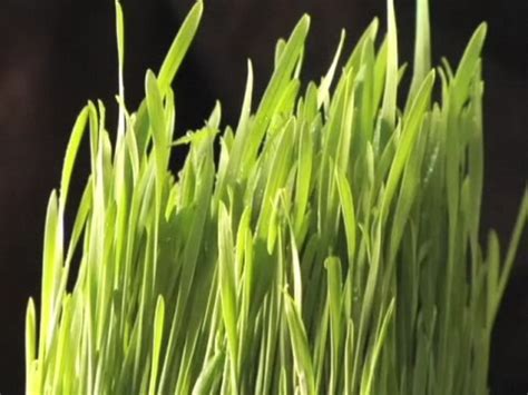 How To Grow Wheatgrass Howcast