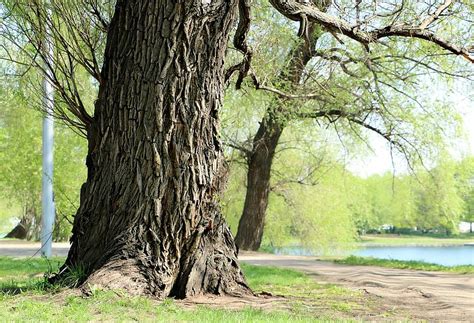 верба, дерево, стовбур, кора, краєвид, природи, на відкритому повітрі ...