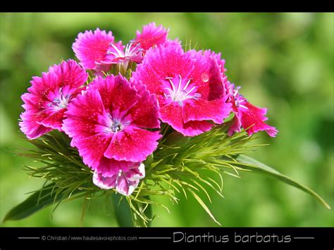 Grande Photo Oeillet Du Po Te Dianthus Barbatus Famille Des