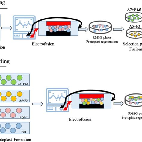 (PDF) Genome shuffling enhances stress tolerance of Zymomonas mobilis ...